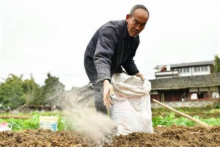 自家种的草莓怎么施肥
