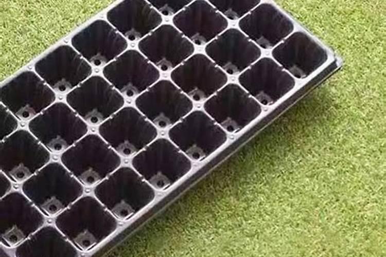 育苗盘育苗技术方法
