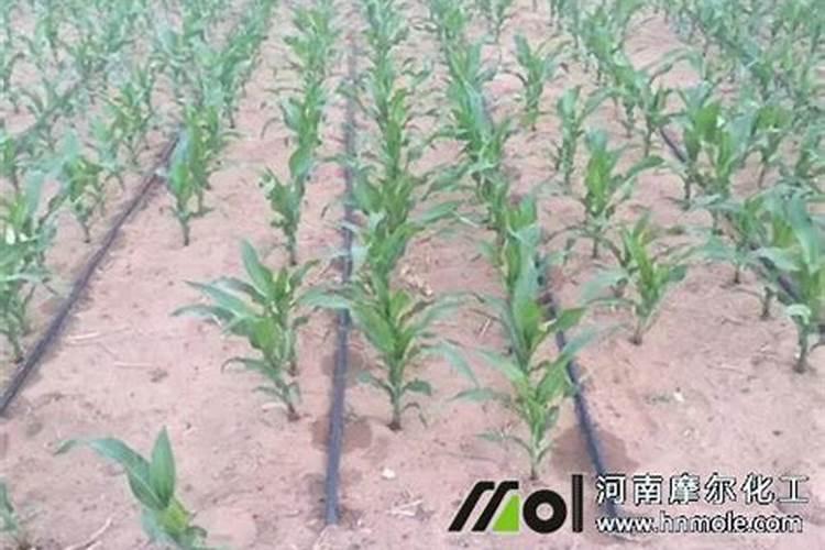 鱼蛋白肥料直接用到大田作物上好吗