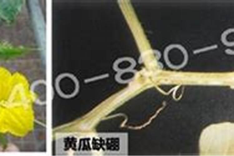 饼肥快速发酵水肥的方法