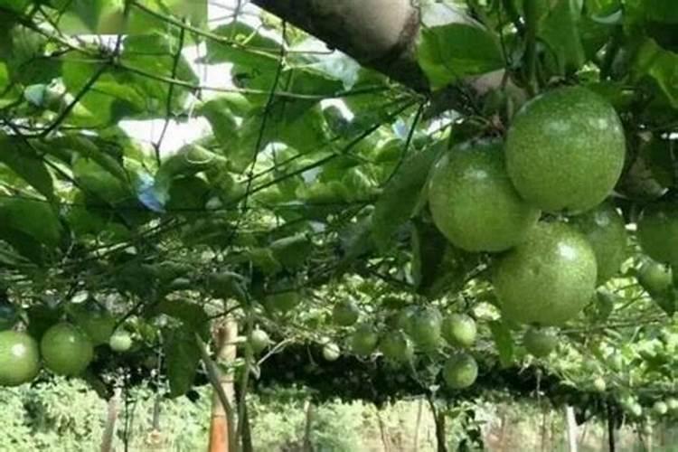 百香果施什么肥料最好