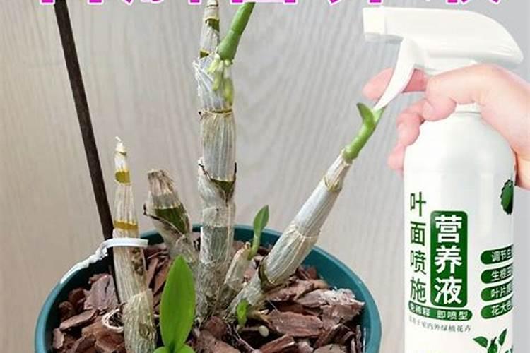 盆栽石斛兰花的叶面肥用那种好