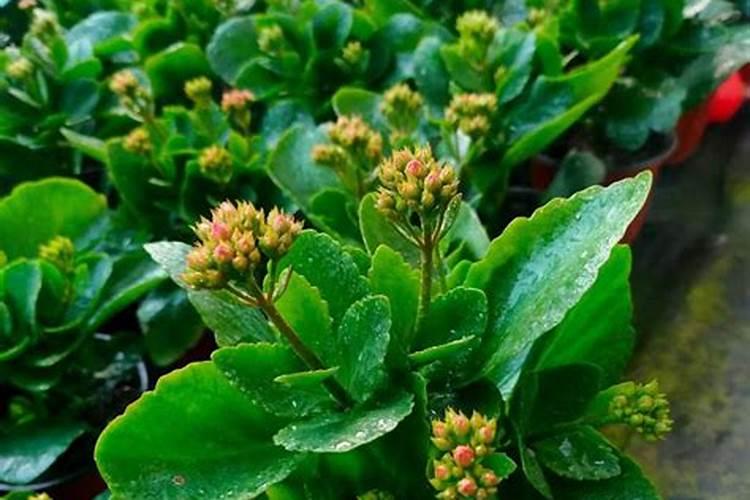 长寿花施什么肥好,长寿花施氮磷钾肥料最好