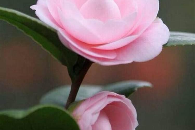 茶花如何施肥