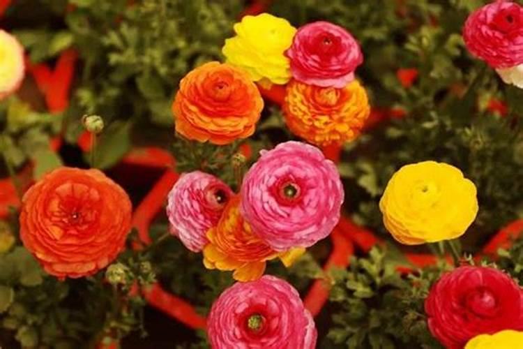 当一种植物只会开花不会结果时需要哪种无机盐