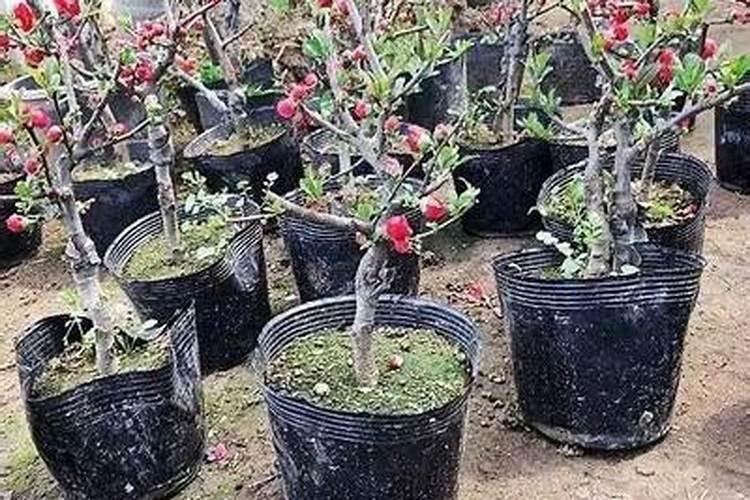 如何给海棠施肥