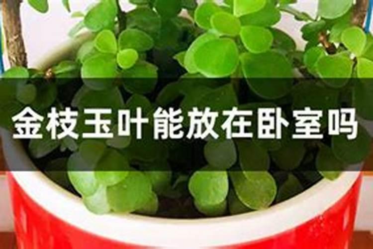 金枝玉叶施什么肥长得快会开花(金枝玉叶施肥应注意什么)