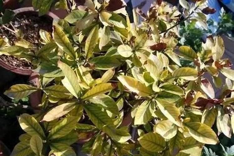 玉米穗子灌浆期灌浆先从穗子的什么位置开始