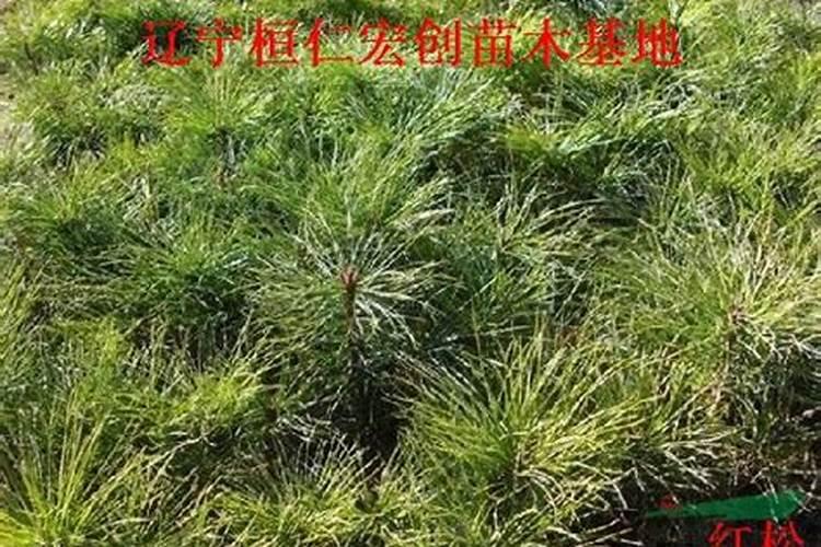 如何使松红梅在元旦开花