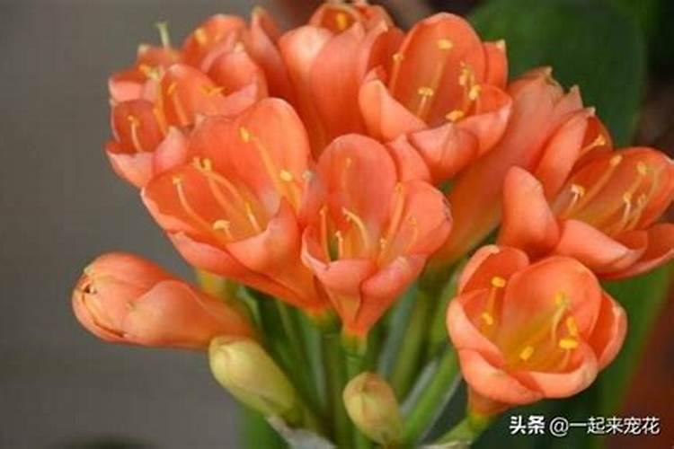 生根剂使用方法