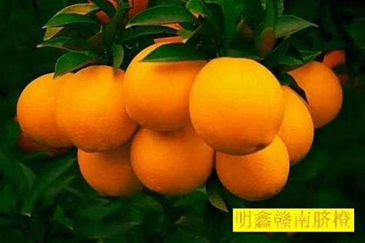 硫酸钾复合肥大榛子树施肥可以吗？