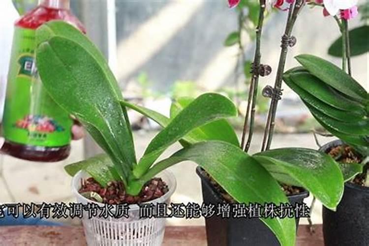 颗粒硼肥的作用及施用方法