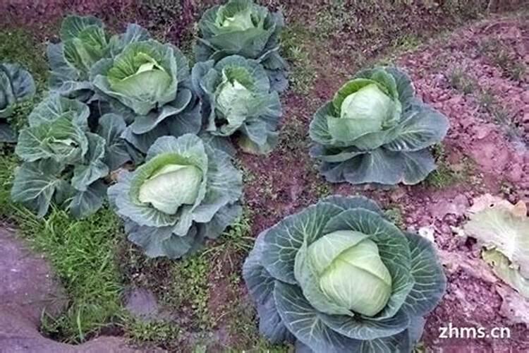 小白菜什么时候种？