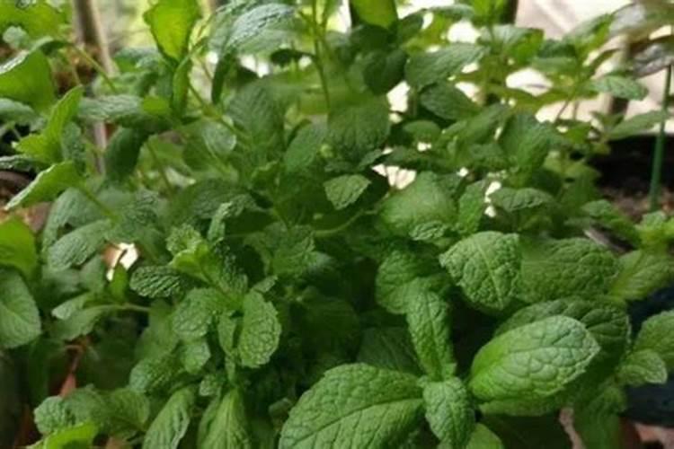怎样给薄荷自制肥料