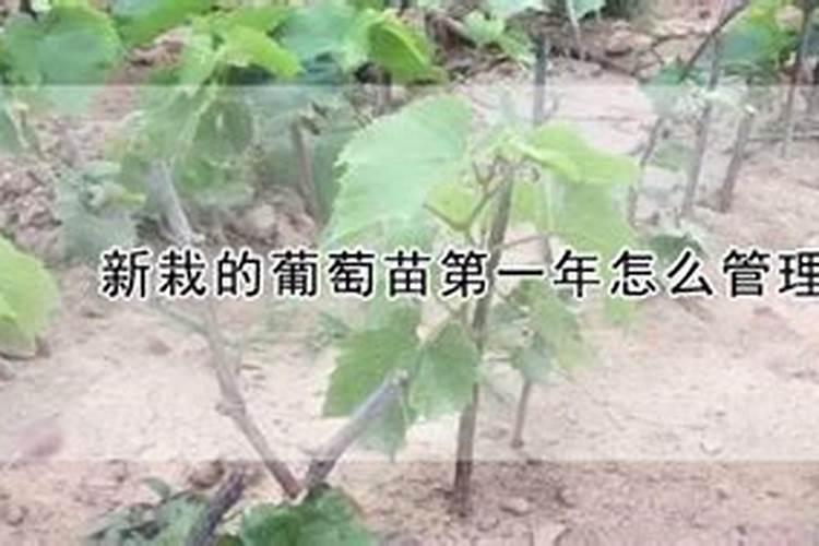 第一年定植的葡萄苗怎样施肥？