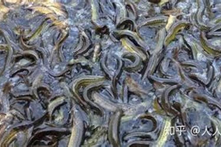 肥水培育法饲养泥鳅的方法是什么