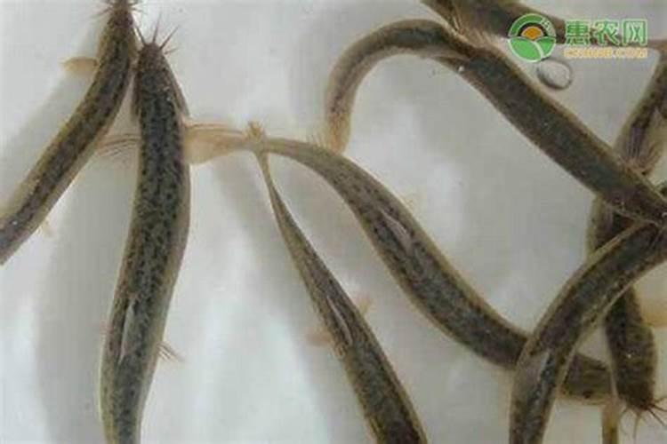 养殖泥鳅用什么肥水呢