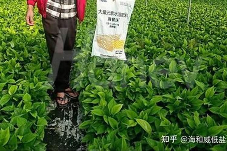 绿萝用什么肥料最好