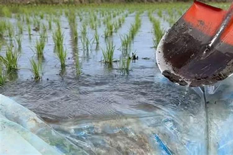 碳酶海藻鱼蛋白什么时候使用最好