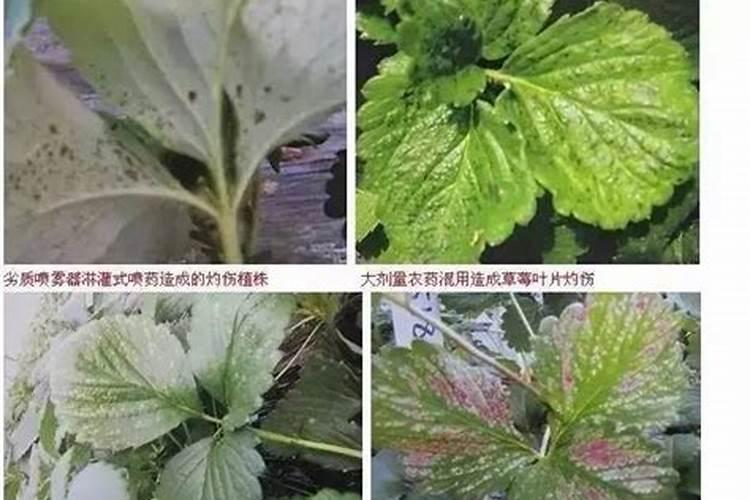 钙肥为什么对细菌性病害有抑制作用