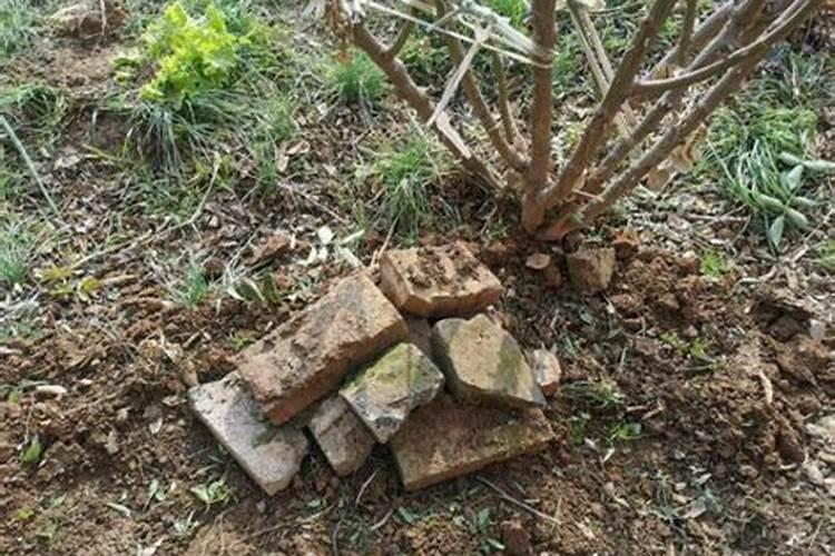 施肥过多如何补救？