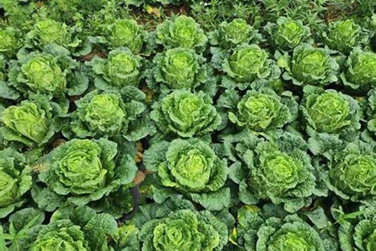 种白菜用什么肥料好