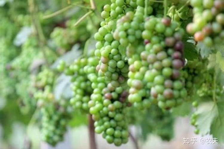 春季葡萄树施什么肥好