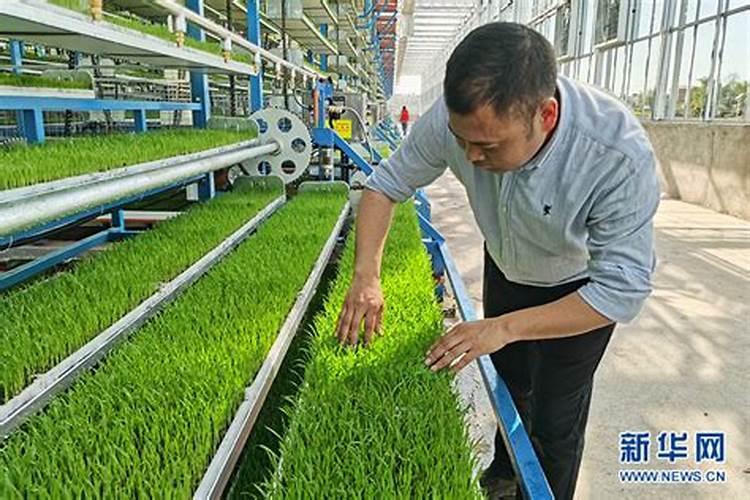 怎样进行水稻旱育秧？