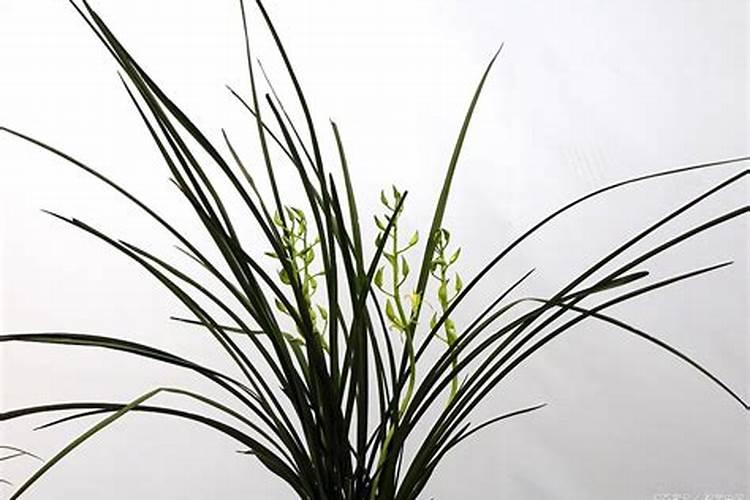 怎么让兰花抽花箭开花苞