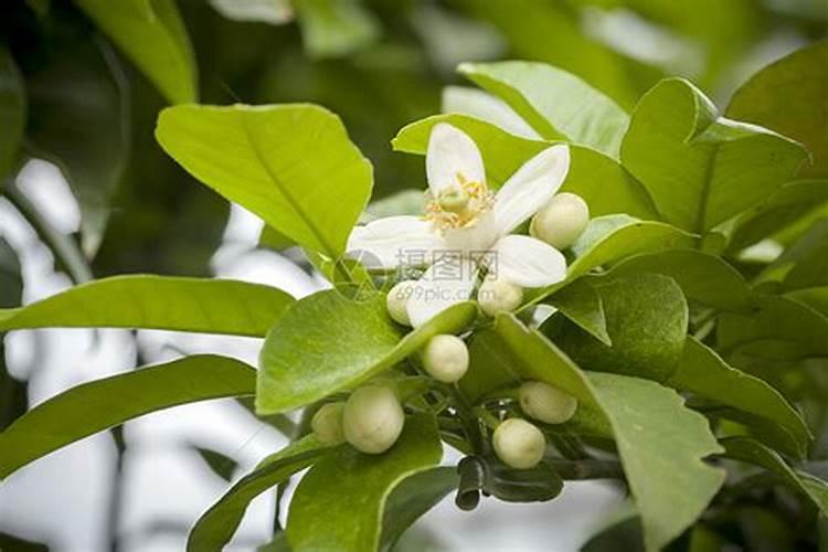 柚子树开花期间能打叶面肥吗？