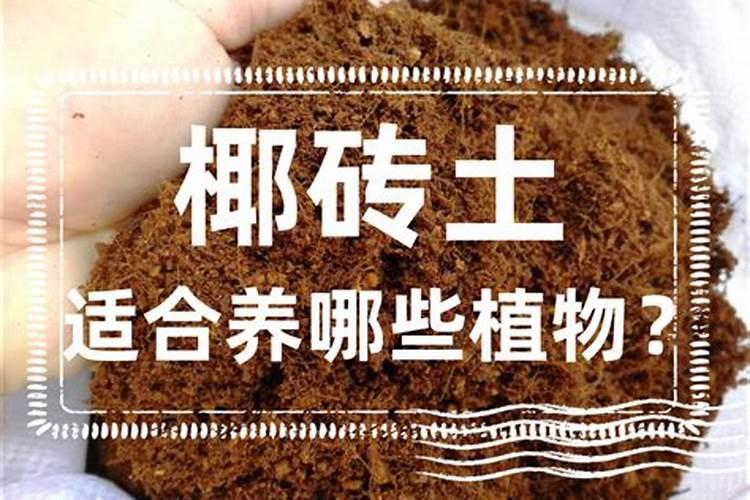 碳肥是什么肥料