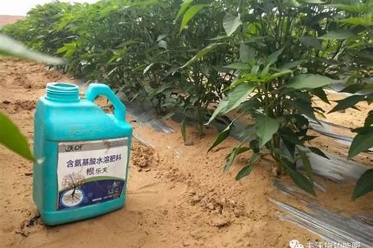 葡萄生根肥用什么好