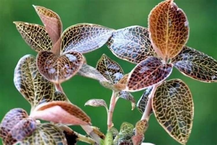 金线莲种植方法技巧
