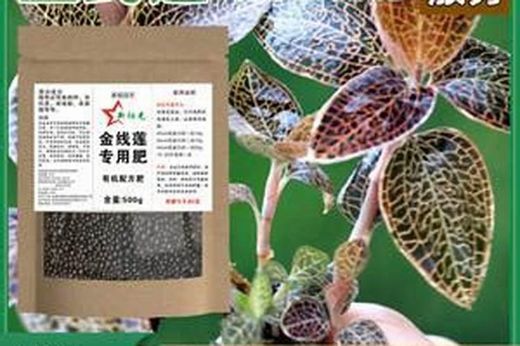 金线莲种子催芽方法