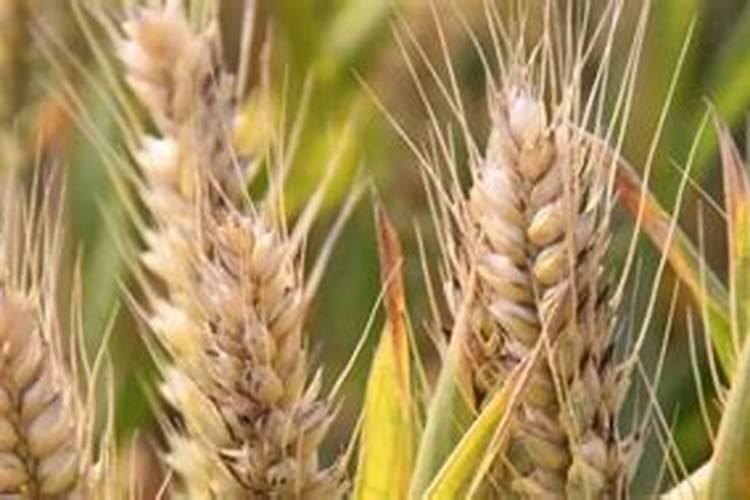 种小麦肥料每一亩是多少