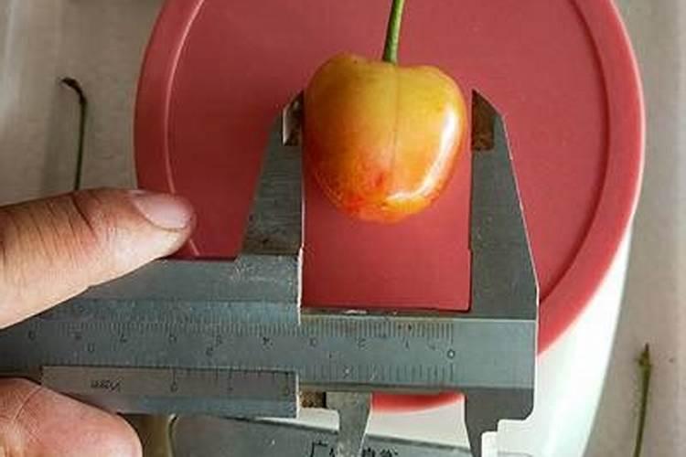 吉塞拉6号、12号、17号砧木苗特点有哪些,那一种比较好