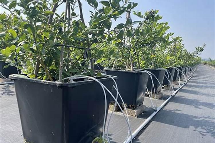 无土栽培蓝莓土壤ec值多少合适？