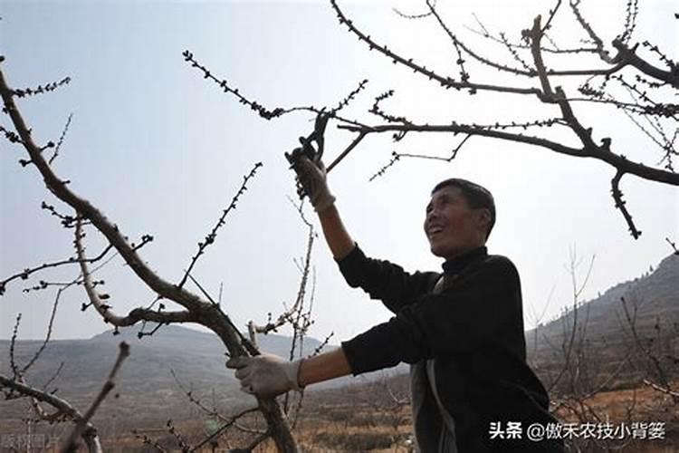 果树施肥时间和方法