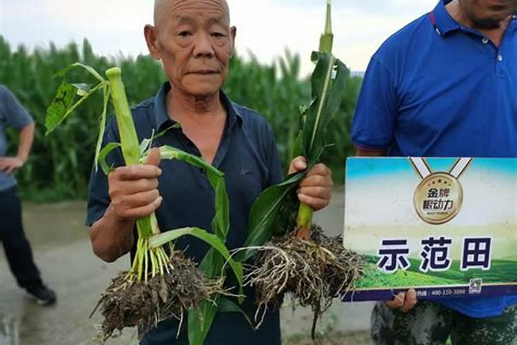 少量玉米秸秆怎样沤制成蔬菜用的农家肥
