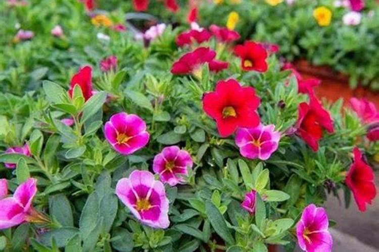 黄腐酸钾园艺使用注意事项