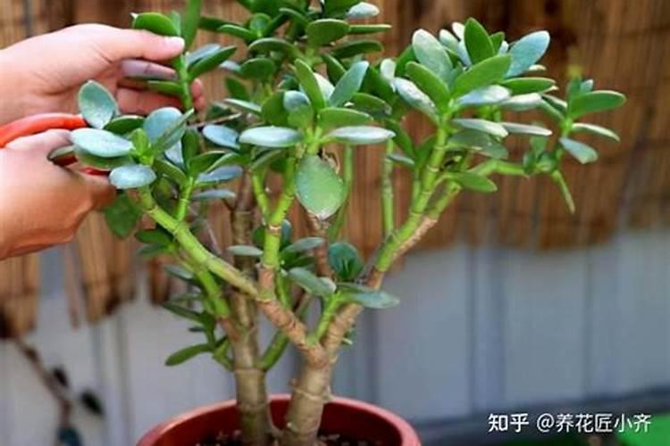 想要促进玉树生长,应该如何进行施肥？