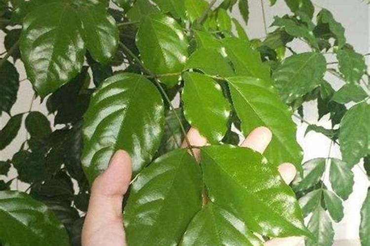 藤本月季移栽注意事项 需要注意什么