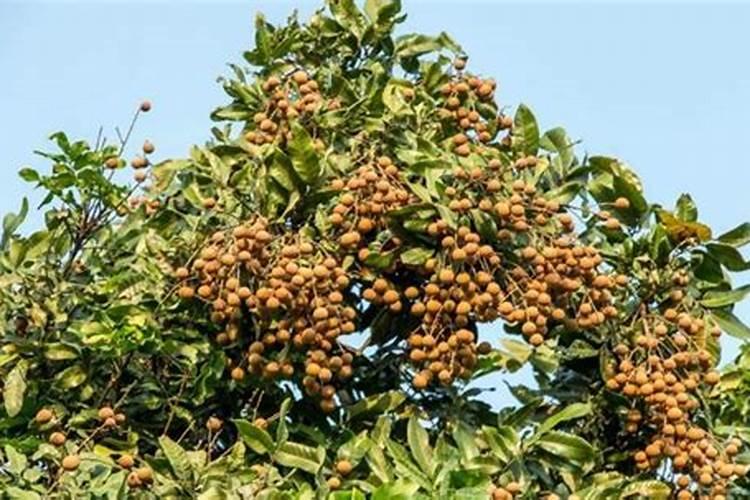 龙眼树应该怎样控梢促花呢？