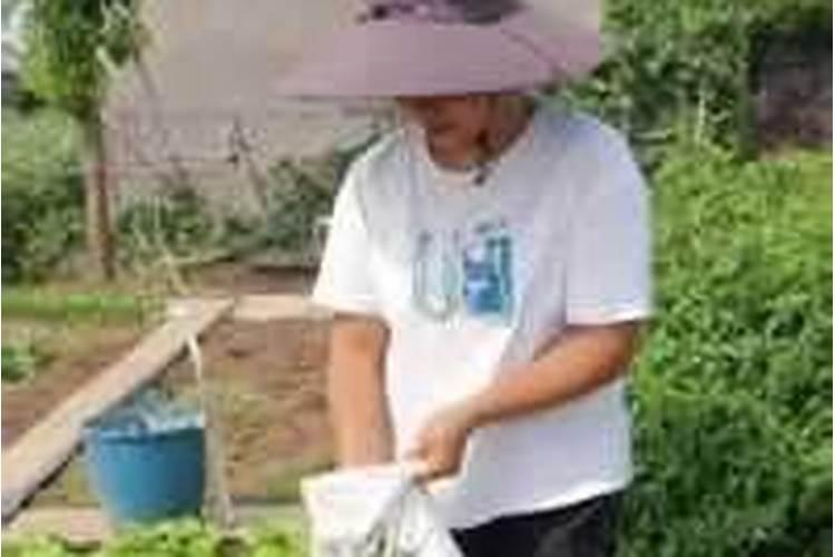 蔬菜与茶树的复合肥对玉米花生有效吗？