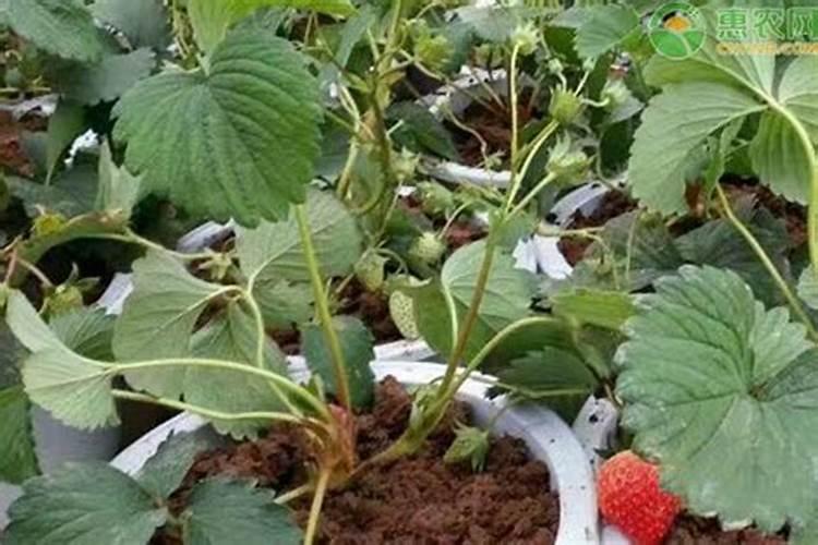 红颜草莓怎么种植能提高产量？种植技术详解