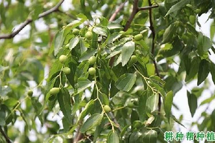 各位专家好,请问枣树的畸形枣怎么才能纠正过来呢？地里畸形枣特别多...