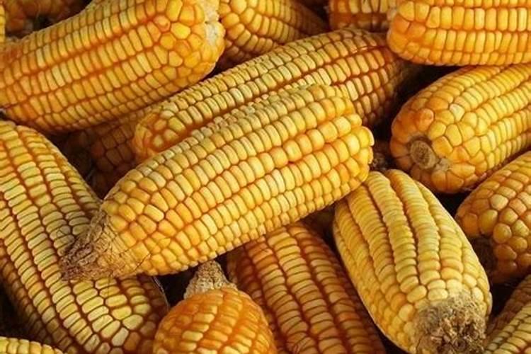 金正大控释玉米专用肥261212多少钱一吨