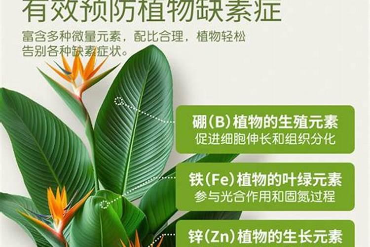 关于花卉施肥的方法和技巧