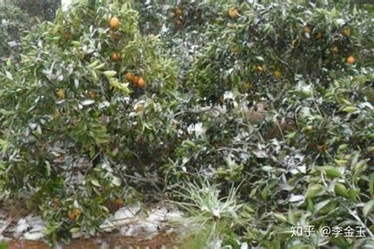天然芸苔素:花芽分化好、来年产量高、花芽管理、抗旱抗寒就用它