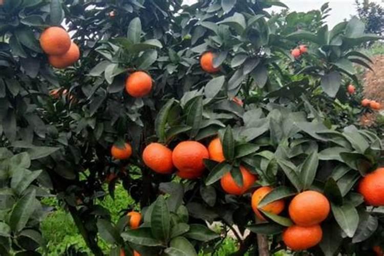 沙糖桔第二次保果用什么药